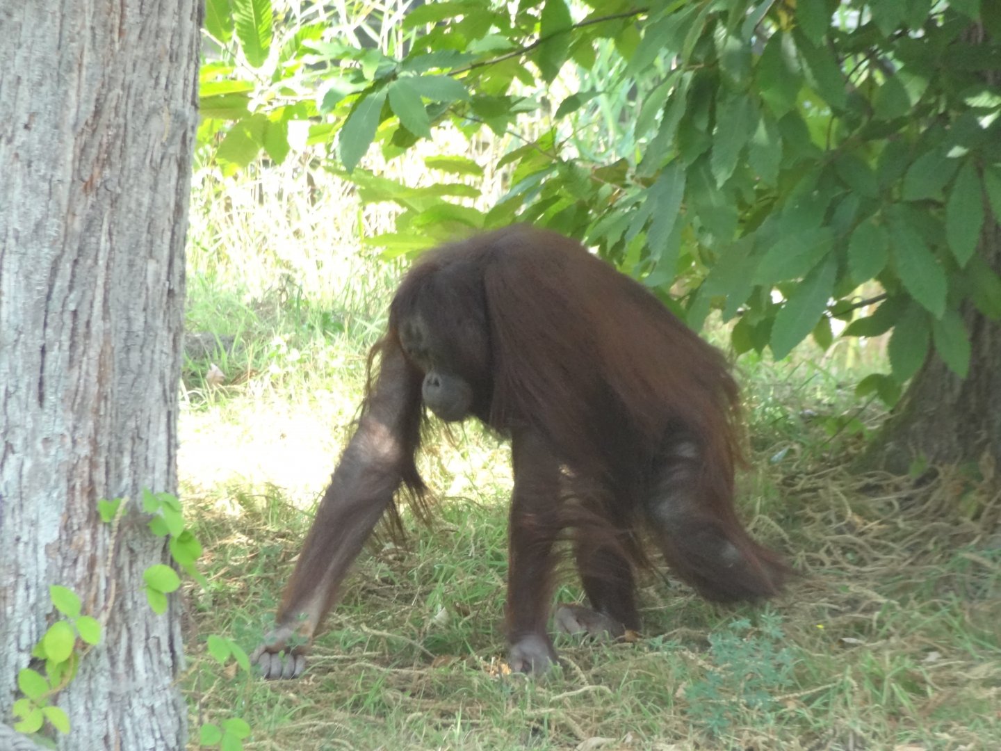 Rostock Zoo - BORNEAN ORANGUTAN