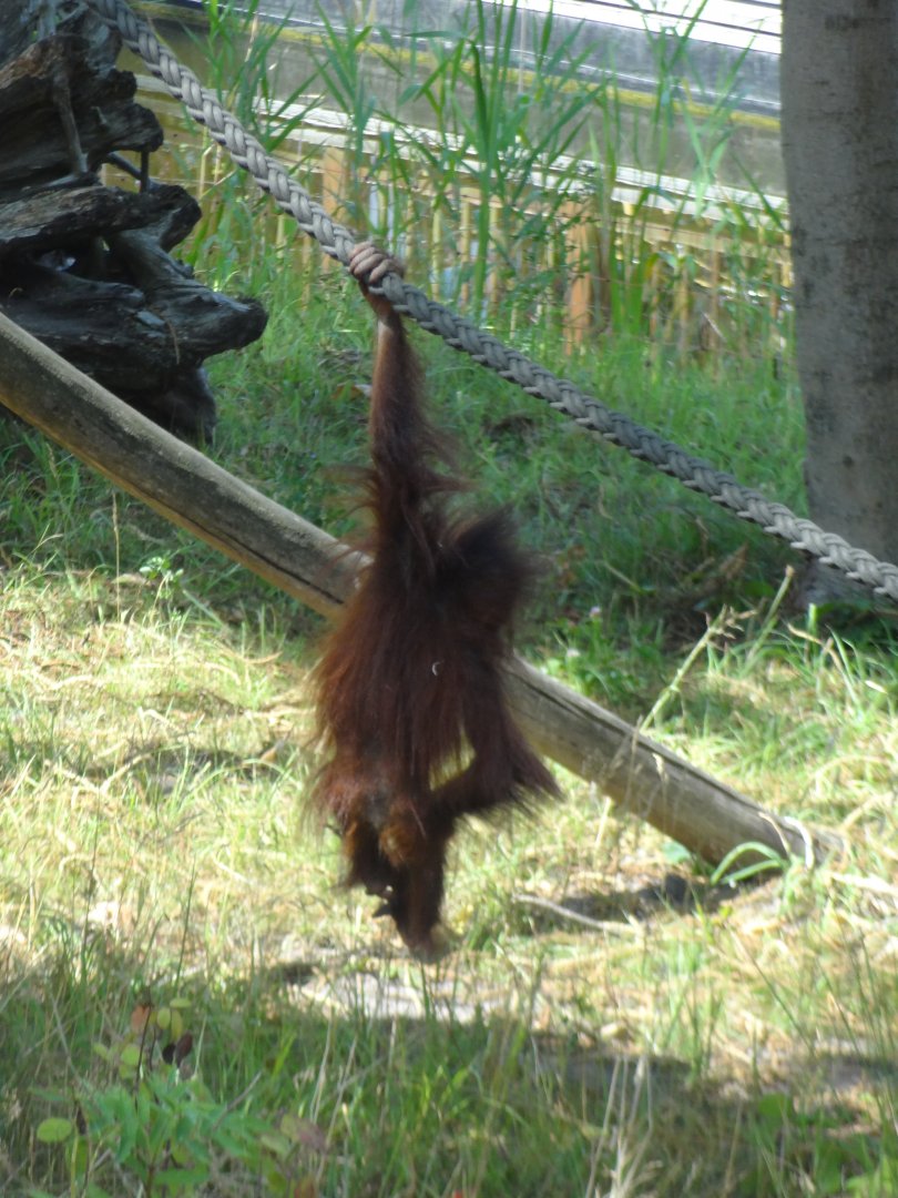 Rostock Zoo - BORNEAN ORANGUTAN