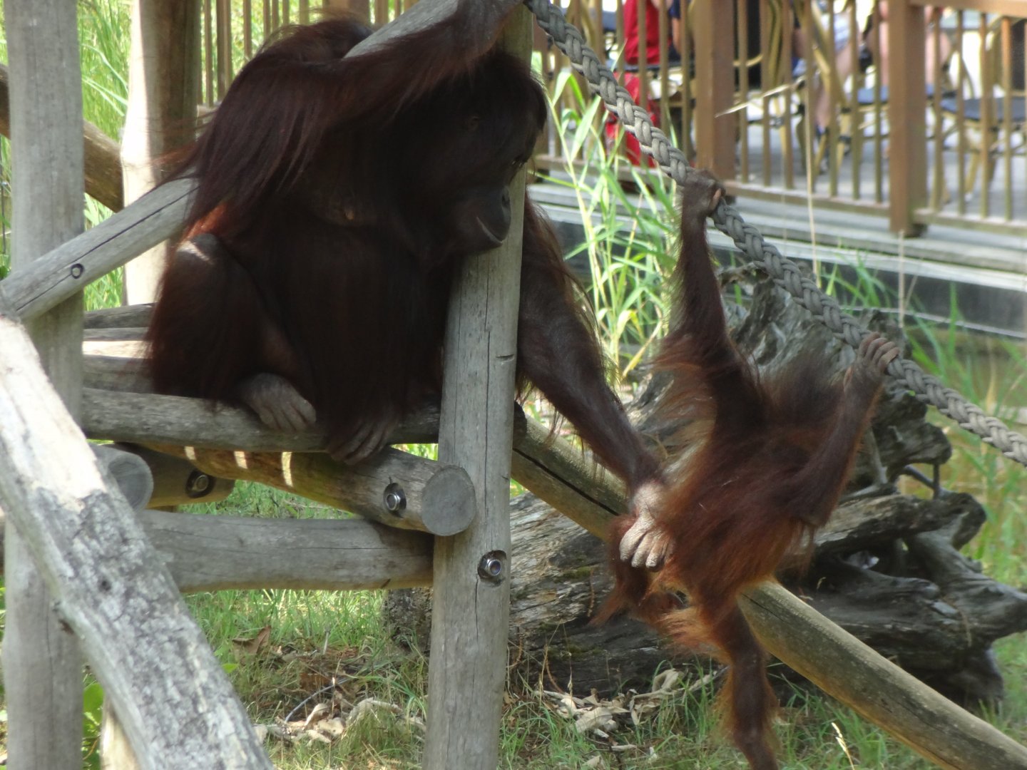 Rostock Zoo - BORNEAN ORANGUTAN