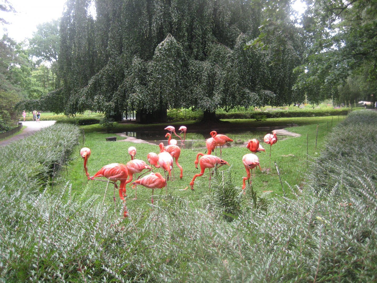 Rostock Zoo - Caribbean flamingo exhibit