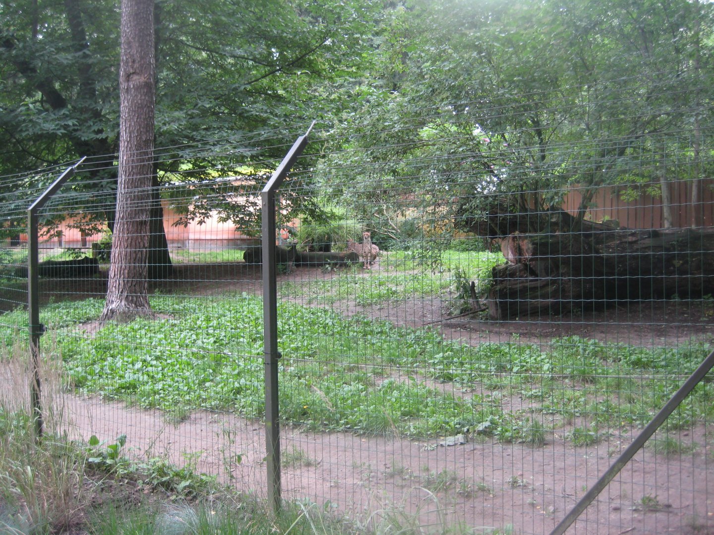 Rostock Zoo - Cheetah exhibit