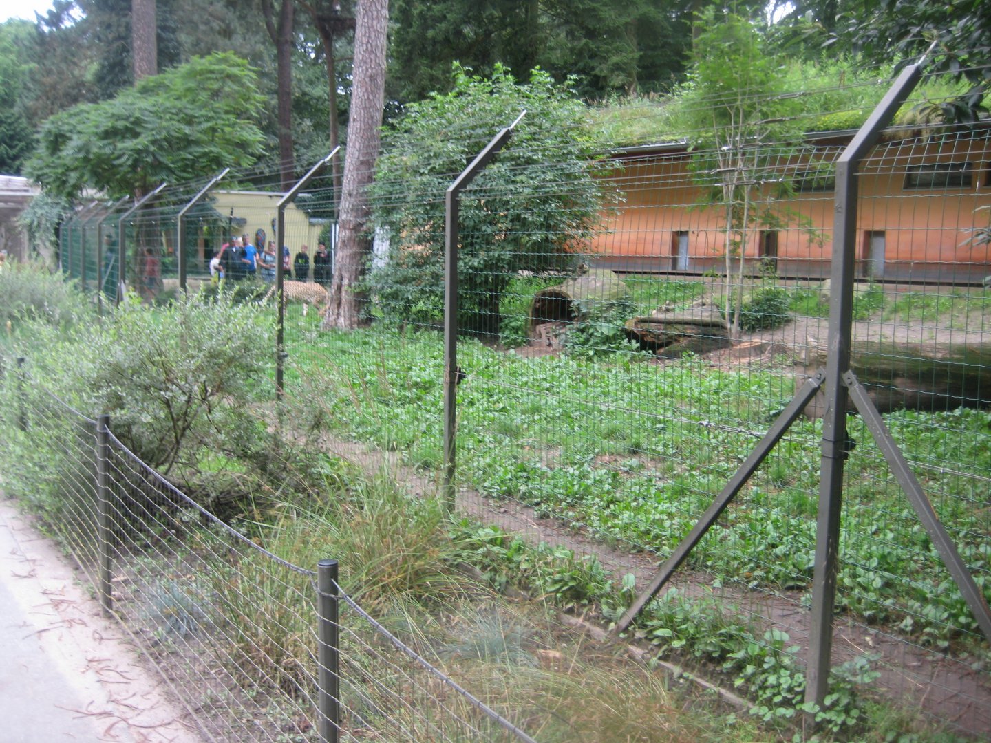Rostock Zoo - Cheetah exhibit