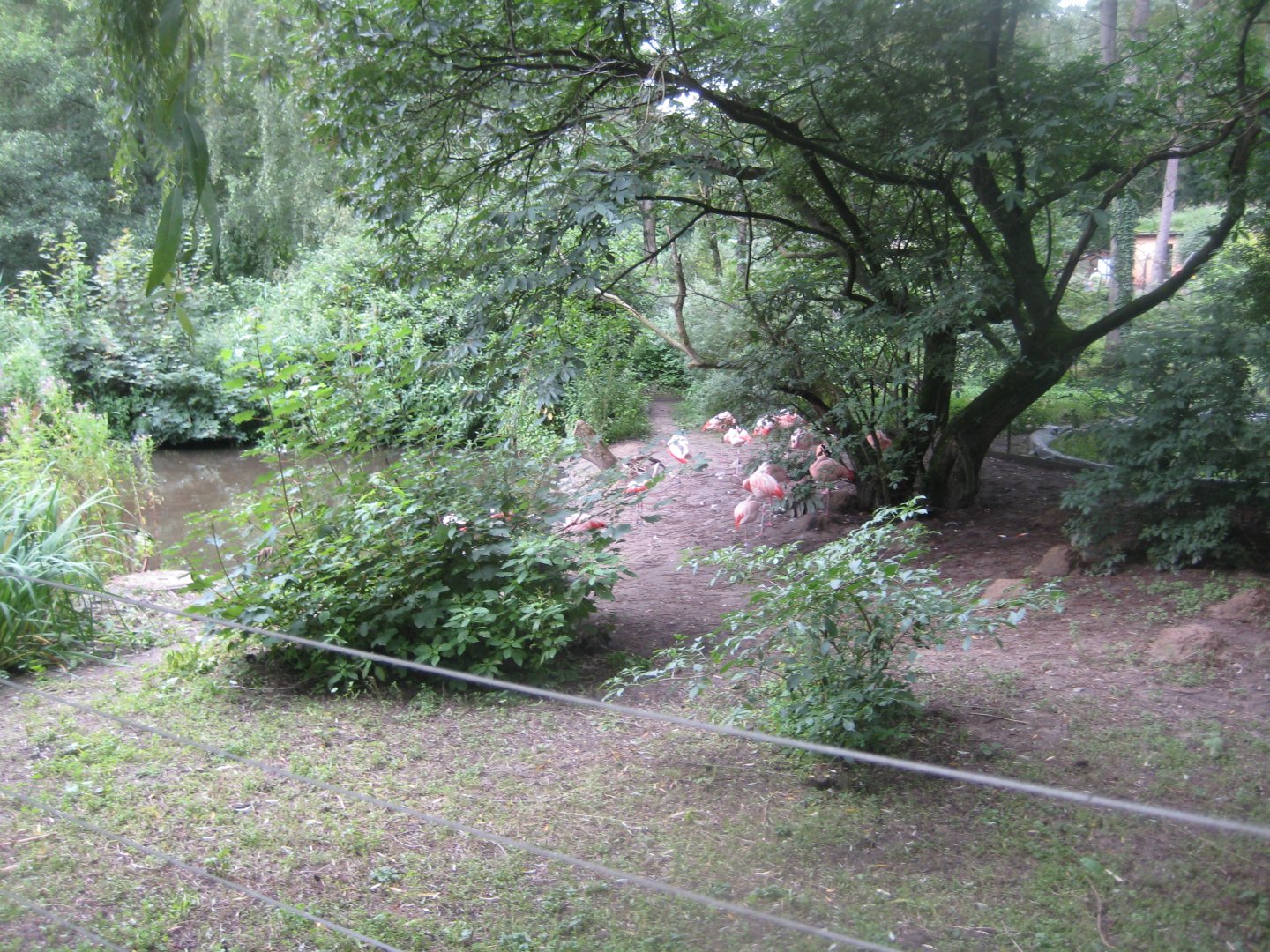 Rostock Zoo - Chilean flamingo exhibit