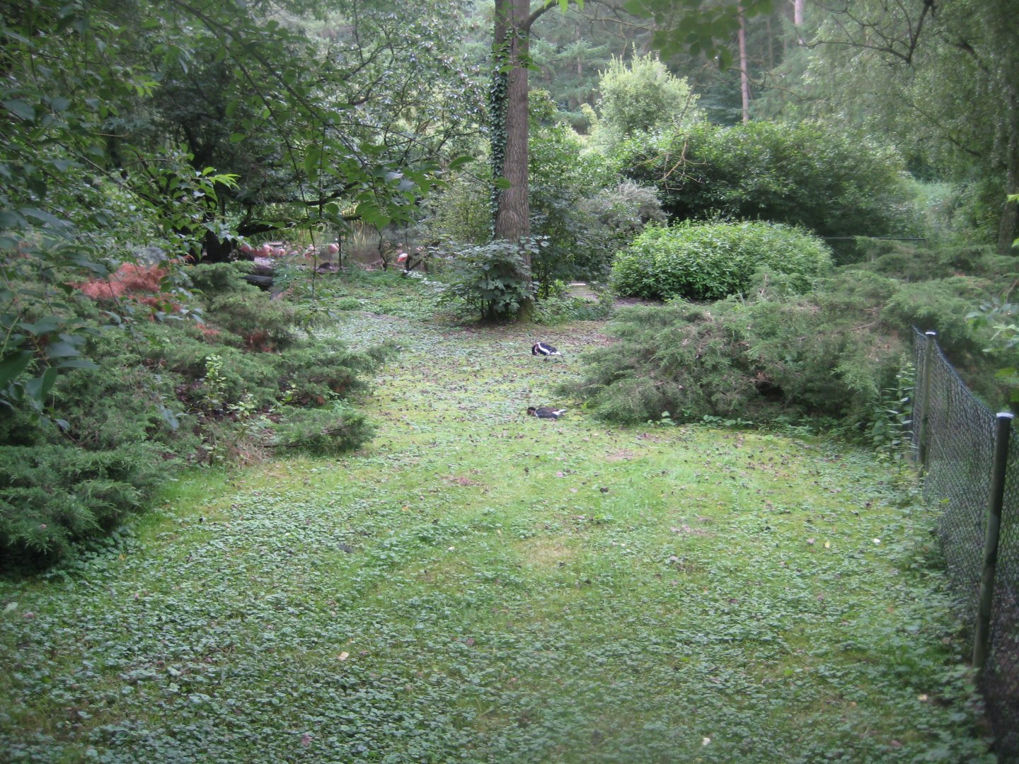 Rostock Zoo - Chilean flamingo exhibit