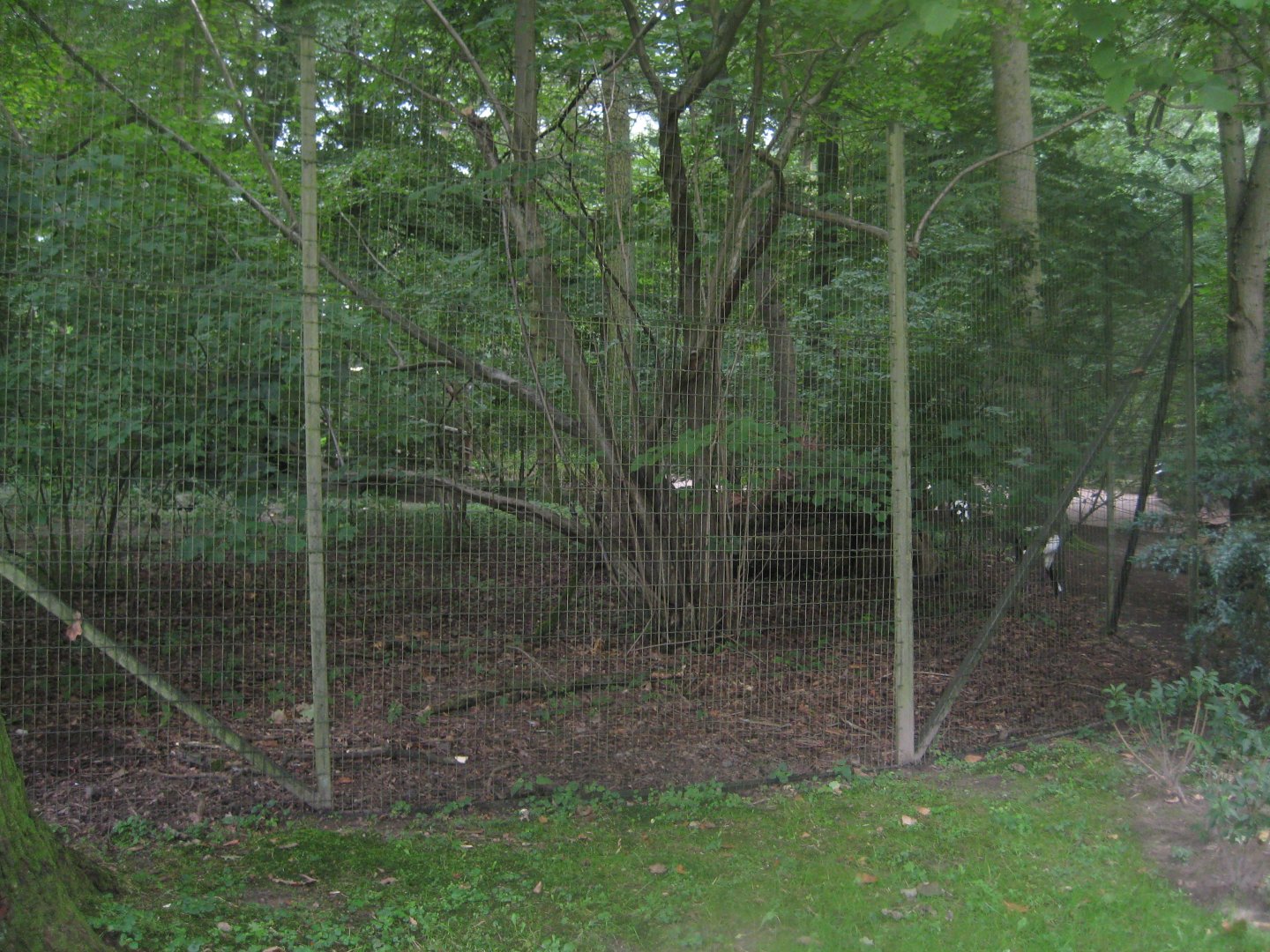 Rostock Zoo - Crane/muntjac exhibit