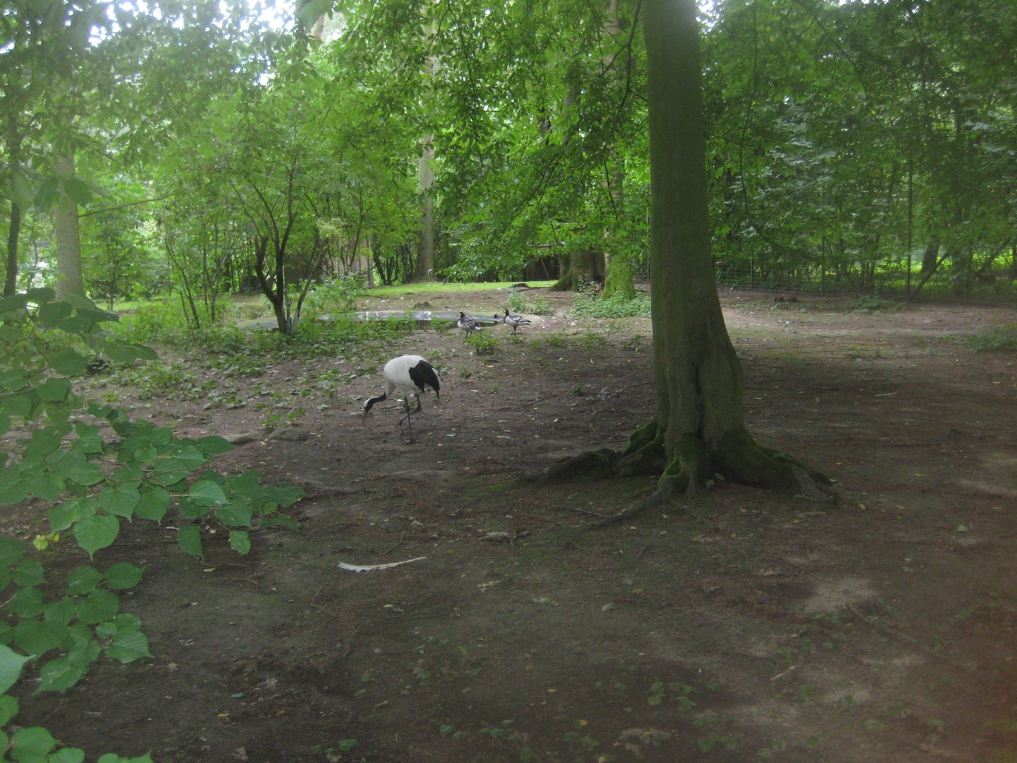 Rostock Zoo - Crane/muntjac exhibit