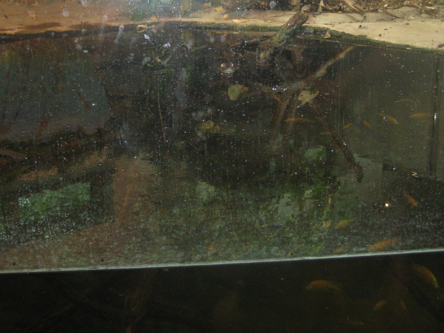 Rostock Zoo - Crocodile hall - Caiman exhibit