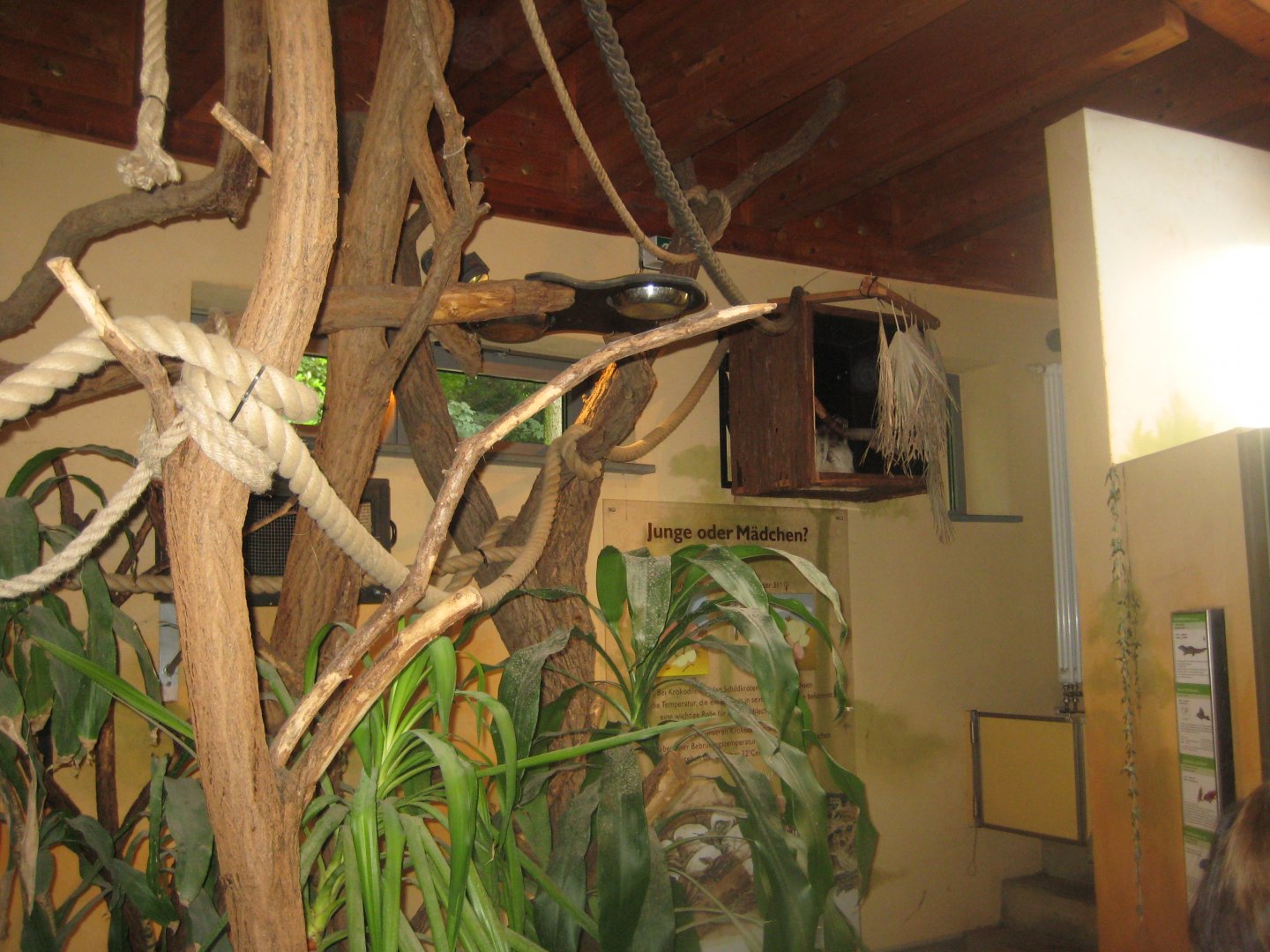 Rostock Zoo - Crocodile hall - Sloth area