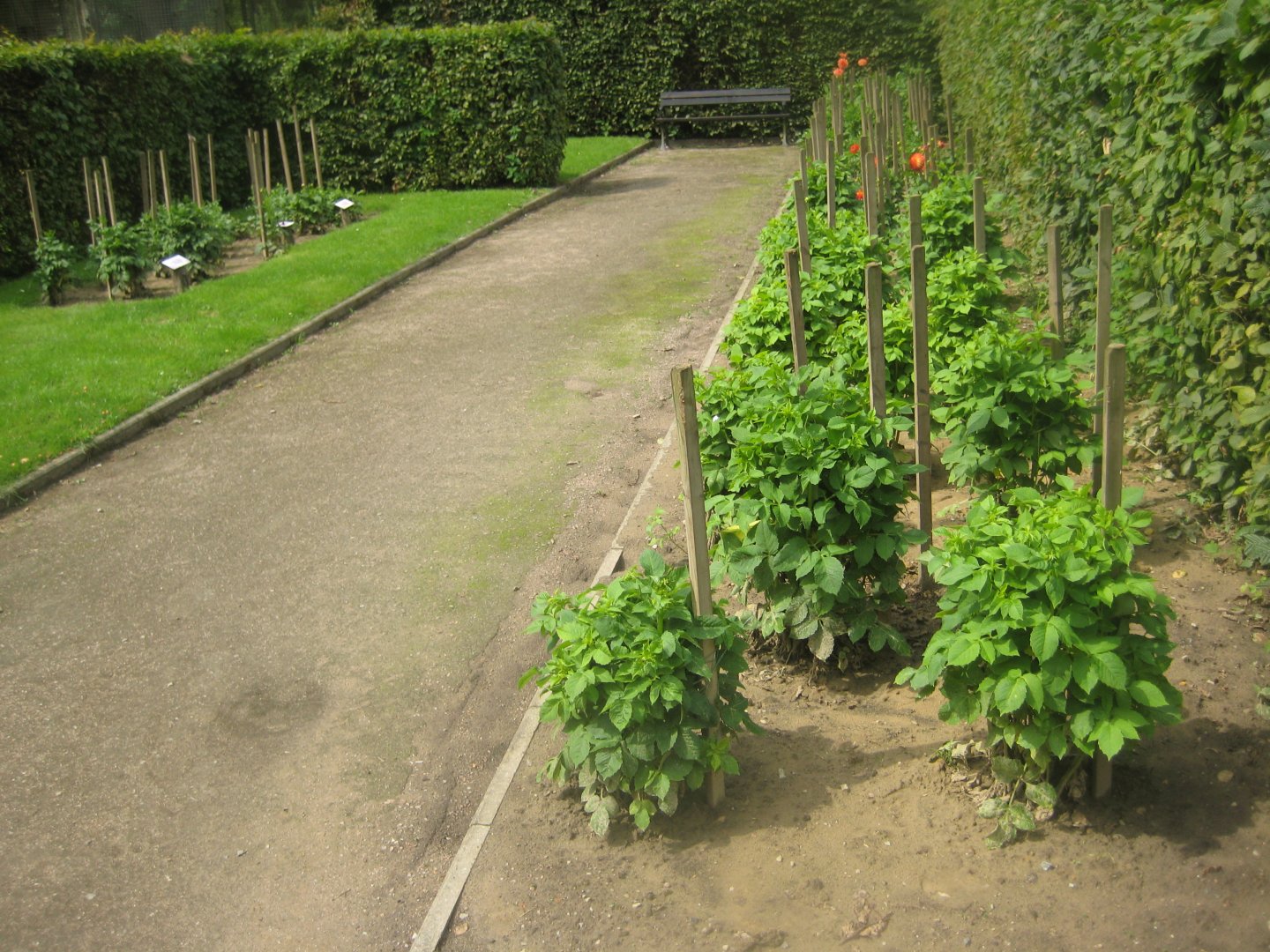 Rostock Zoo - "Dahlia quarter"