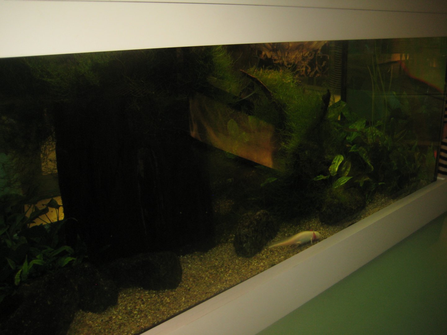 Rostock Zoo - Darwineum - Axolotl tank