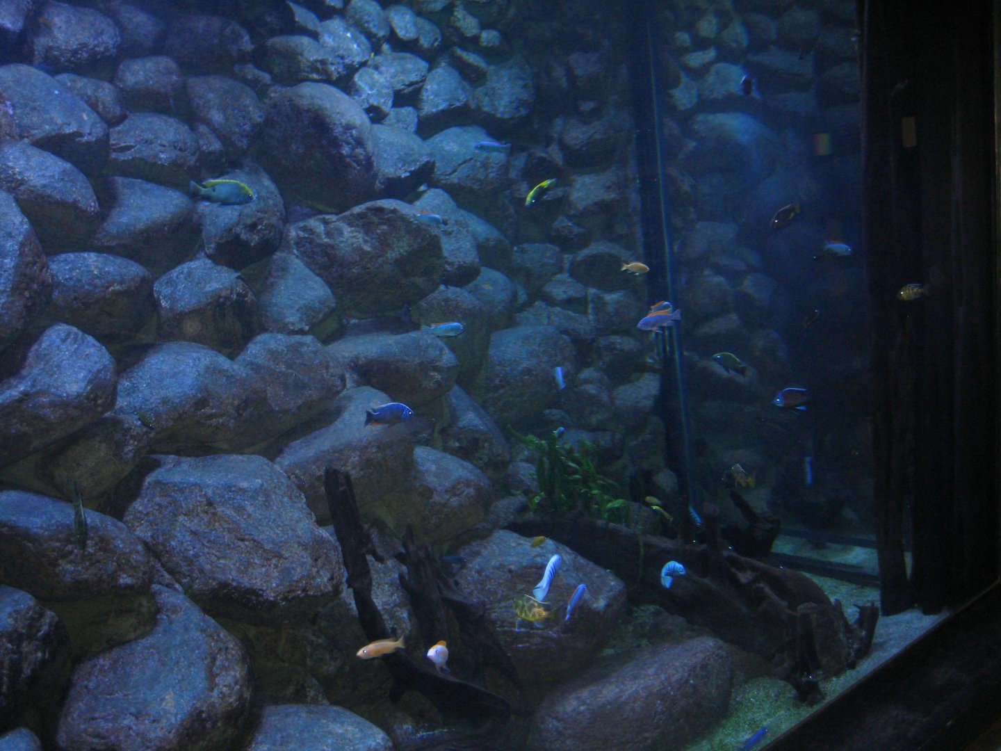Rostock Zoo - Darwineum - Cichlid tank