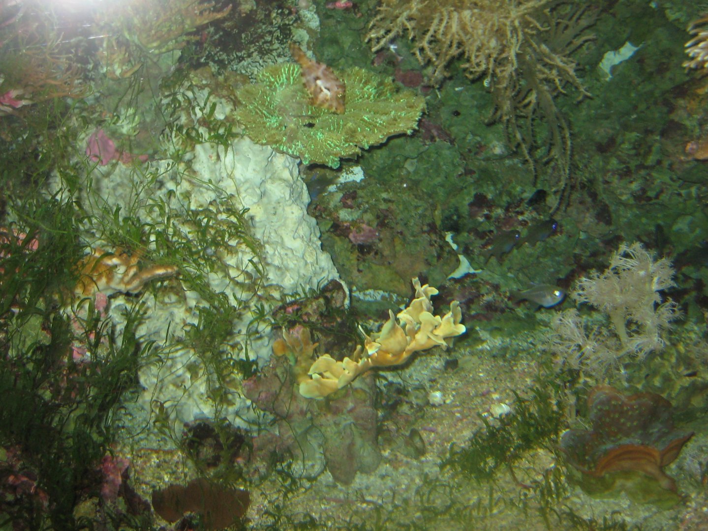 Rostock Zoo - Darwineum - Fish tank