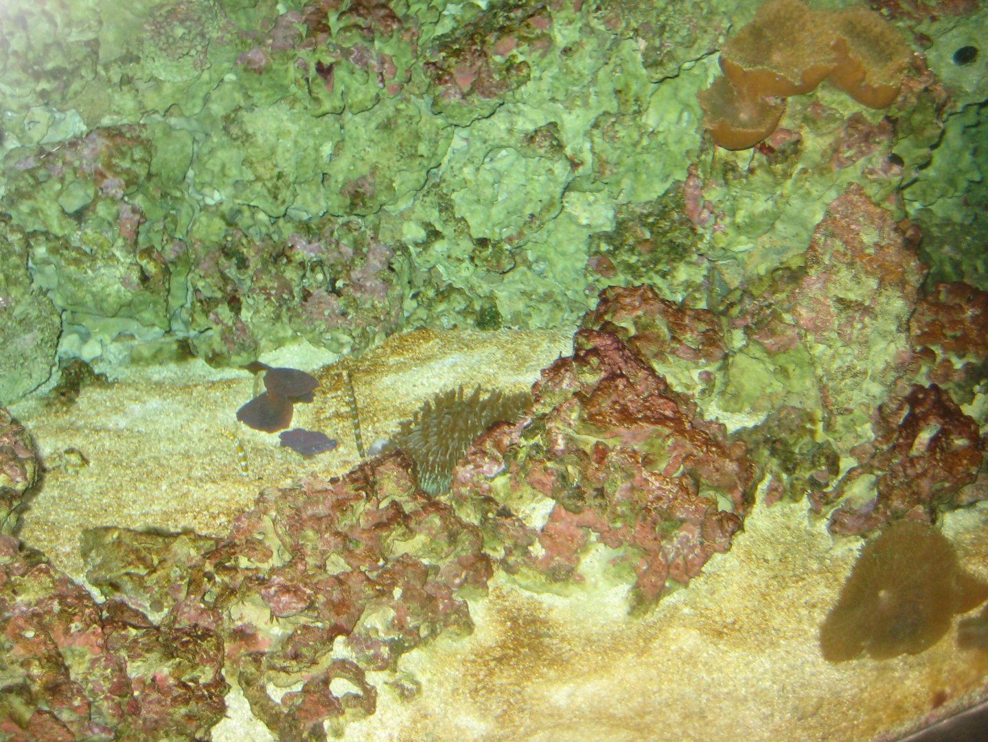 Rostock Zoo - Darwineum - Fish tank