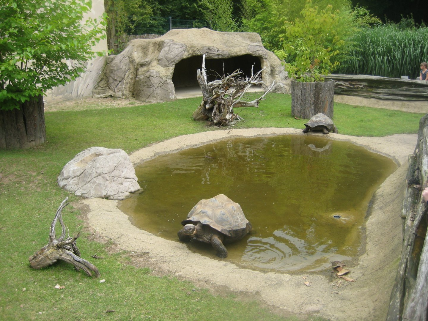 Rostock Zoo - Darwineum - Galapagos tortoise exhibit