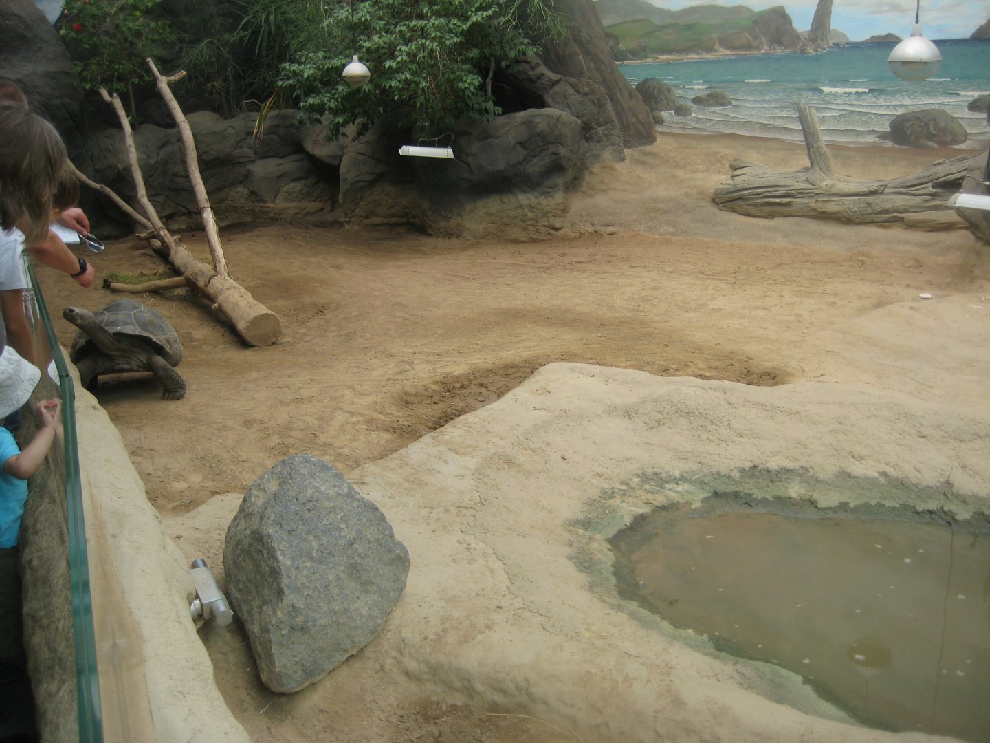 Rostock Zoo - Darwineum - Galapagos tortoise exhibit