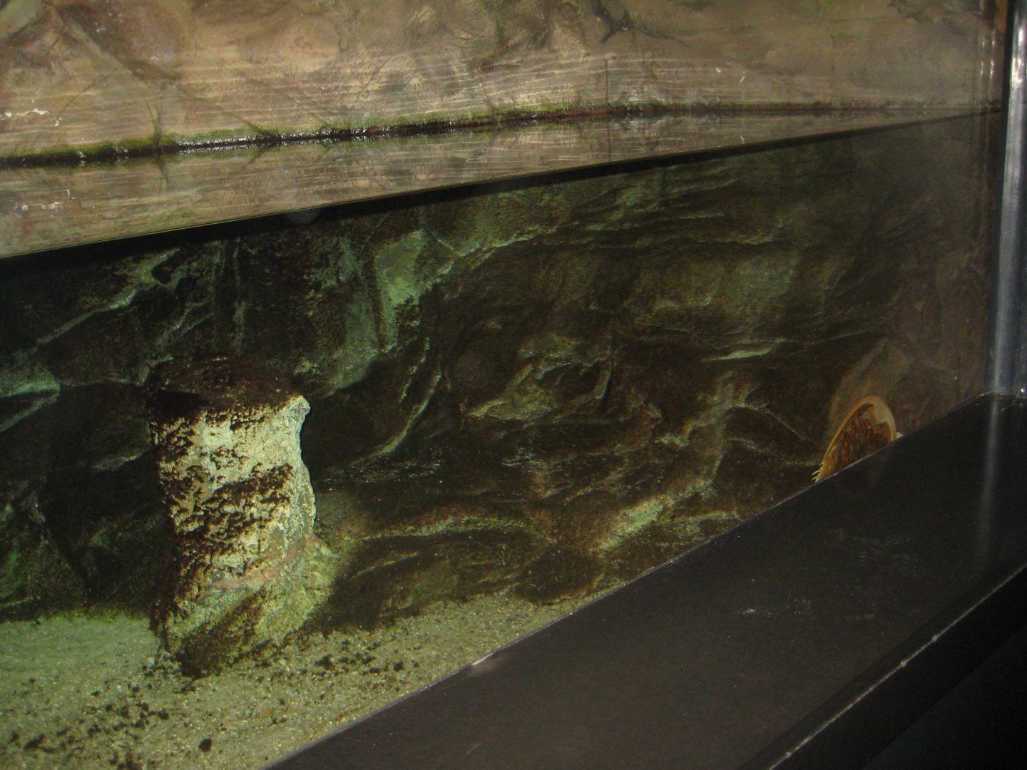 Rostock Zoo - Darwineum - Horseshoe crab tank