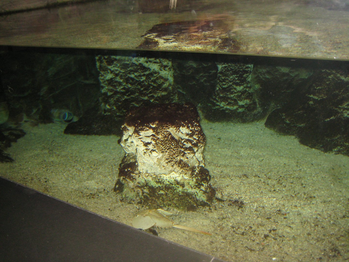 Rostock Zoo - Darwineum - Horseshoe crab tank