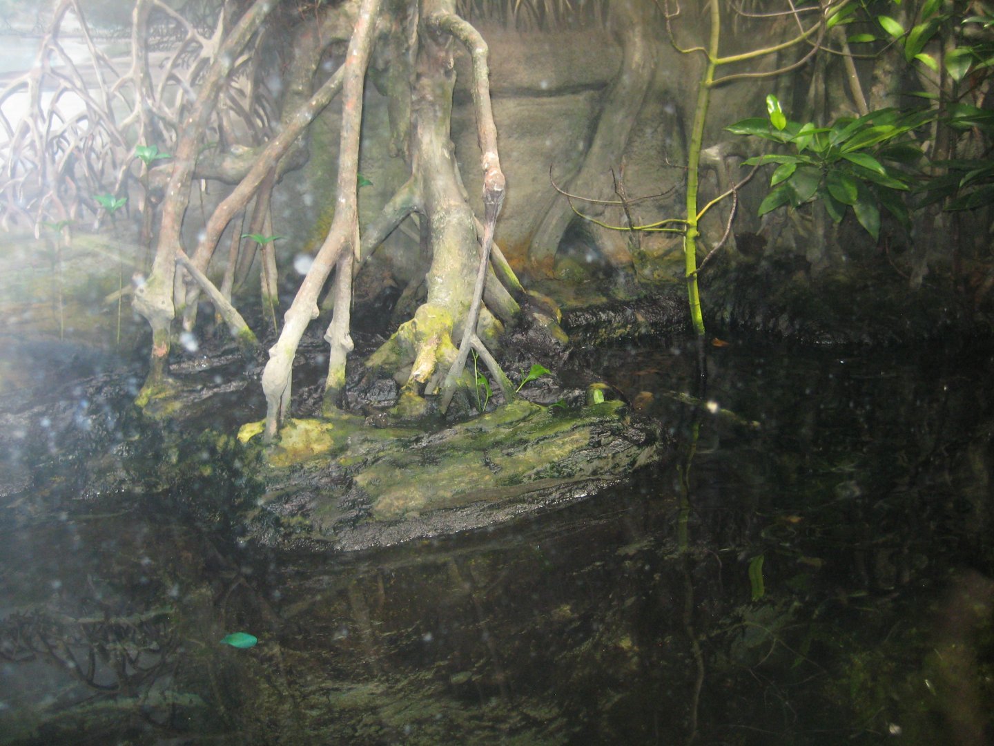 Rostock Zoo - Darwineum - Mangrove tank
