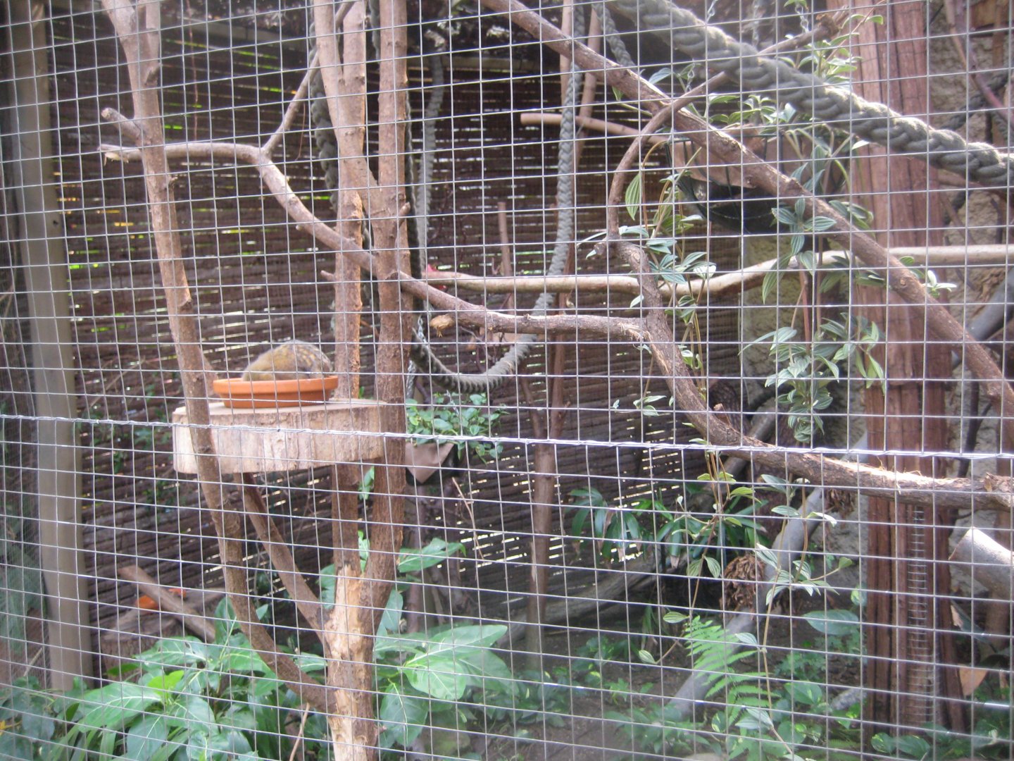 Rostock Zoo - Darwineum - Marmoset exhibit
