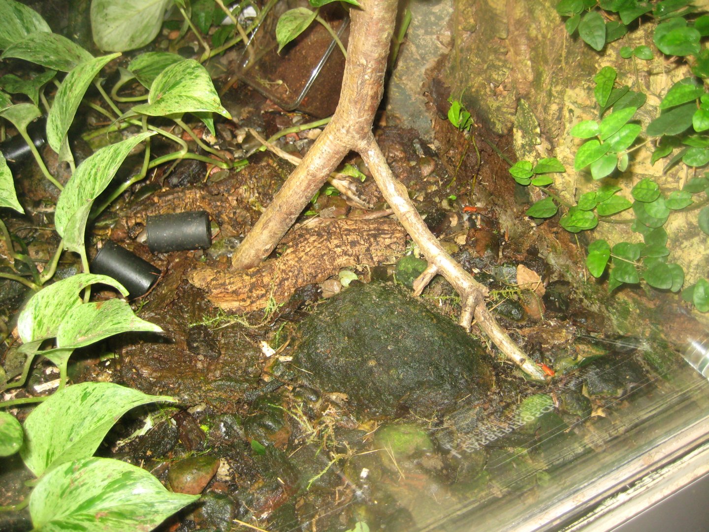 Rostock Zoo - Darwineum - Poison frog exhibit #1