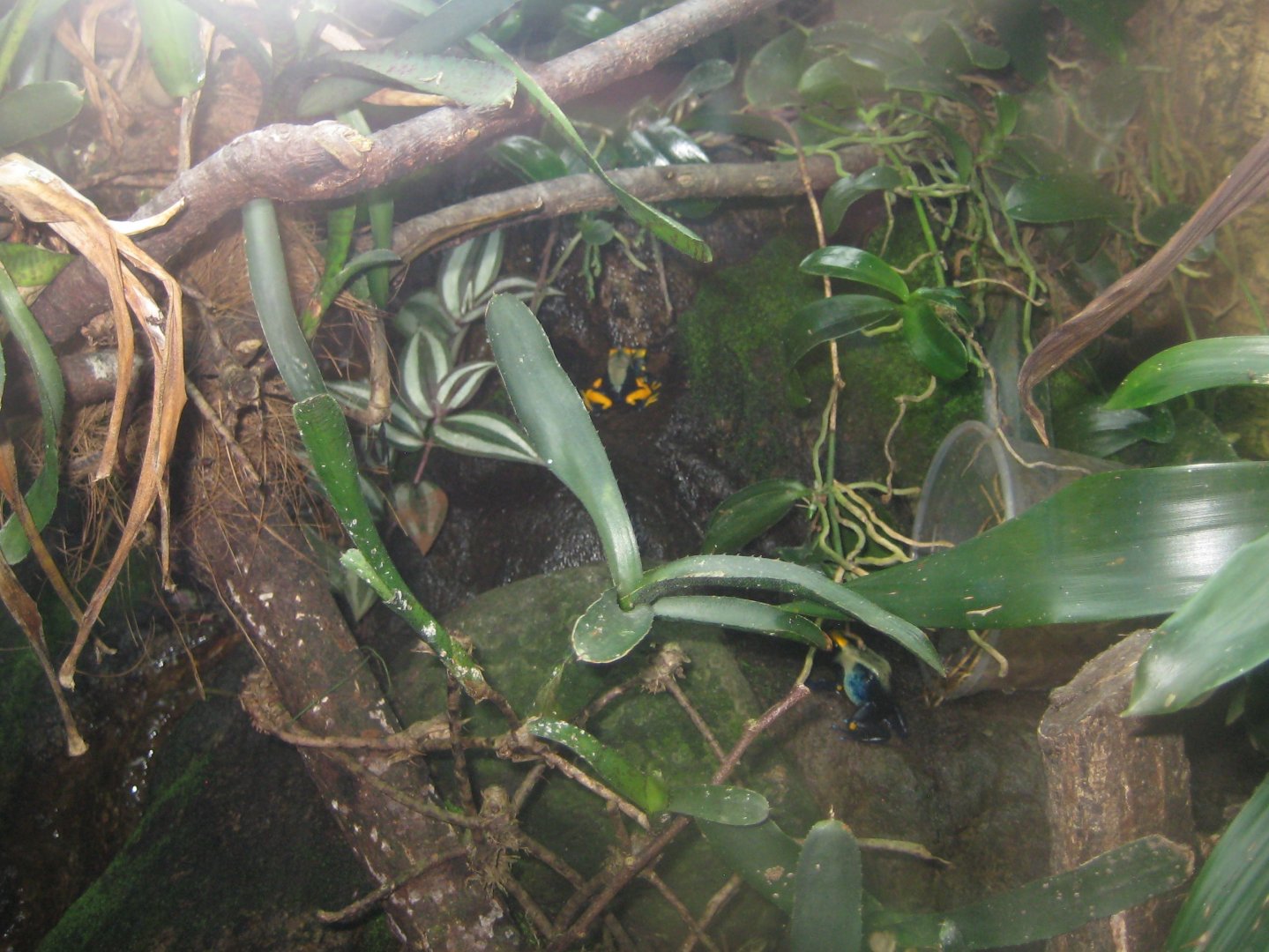 Rostock Zoo - Darwineum - Poison frog exhibit #2