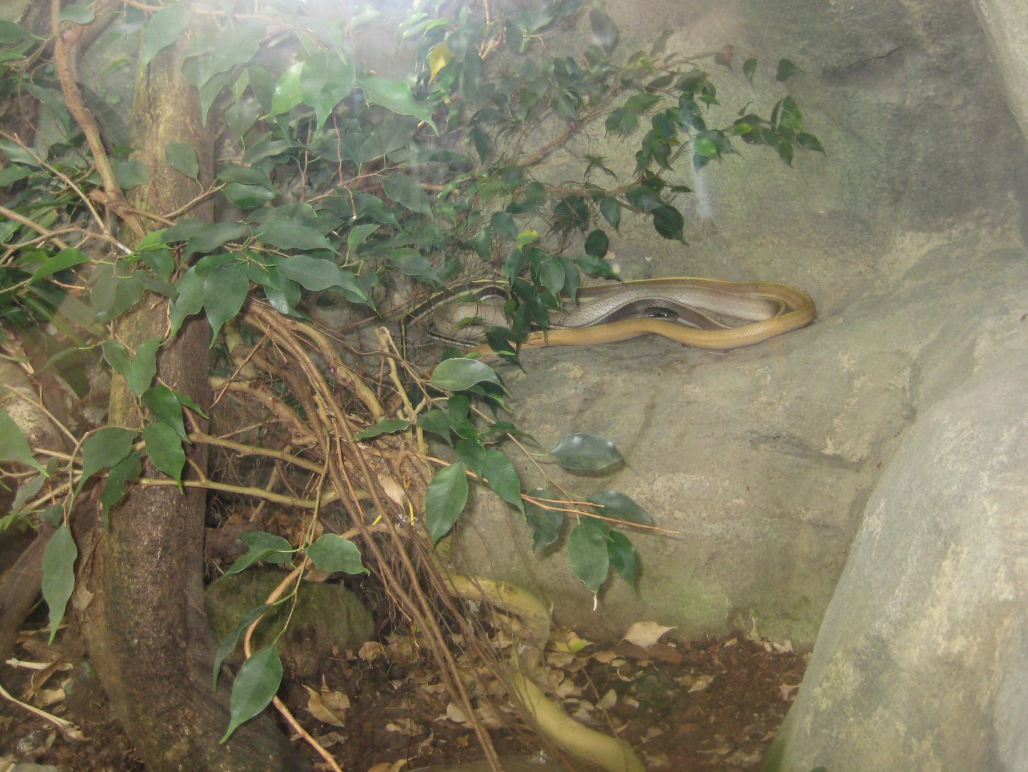 Rostock Zoo - Darwineum - Rat snake exhibit