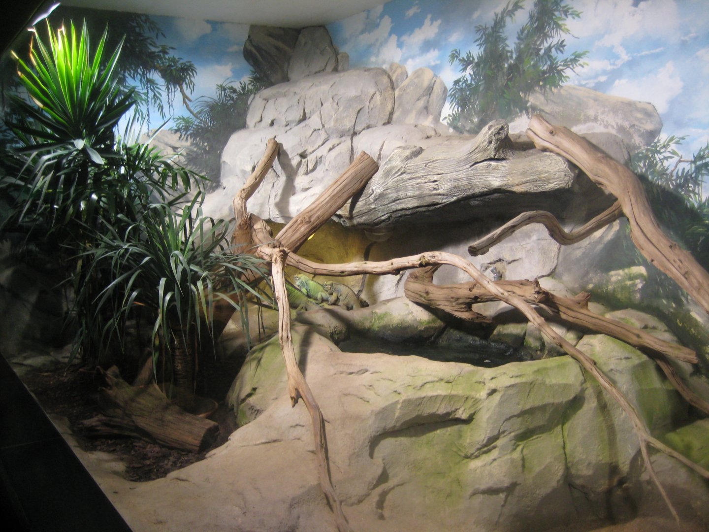 Rostock Zoo - Darwineum - Rhinoceros iguana exhibit