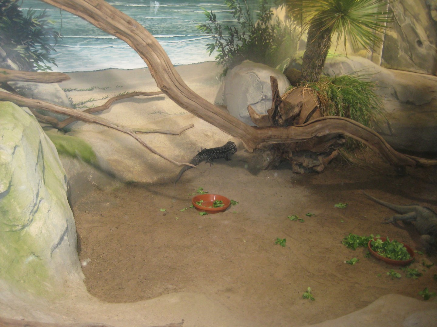 Rostock Zoo - Darwineum - Rhinoceros iguana exhibit