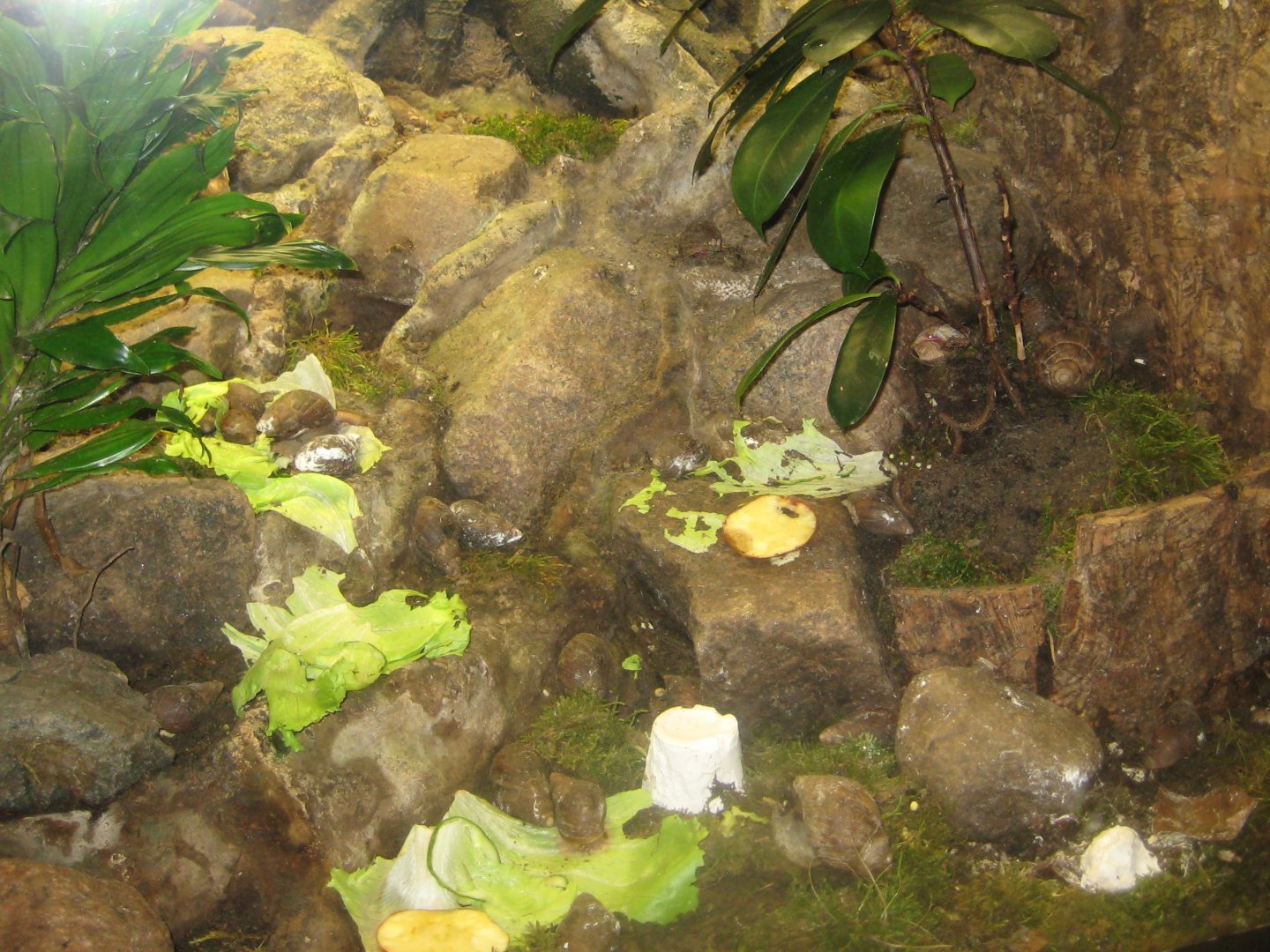 Rostock Zoo - Darwineum - Snail exhibit