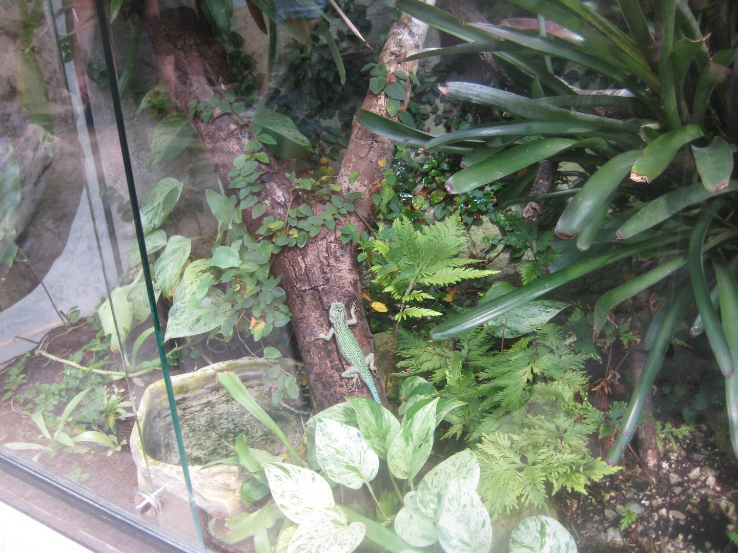 Rostock Zoo - Darwineum - Spiny lizard exhibit