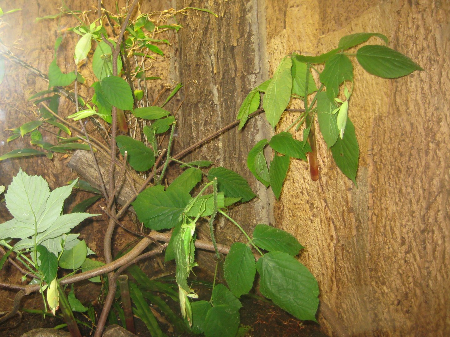 Rostock Zoo - Darwineum - Stick insect exhibit