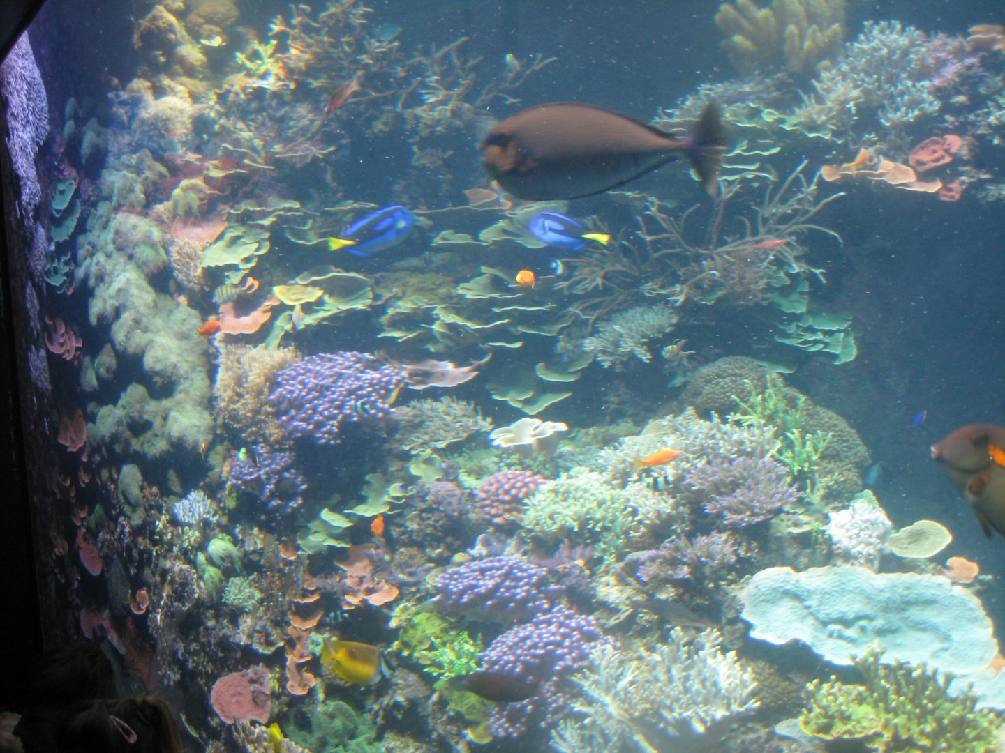 Rostock Zoo - Darwineum - The big reef tank