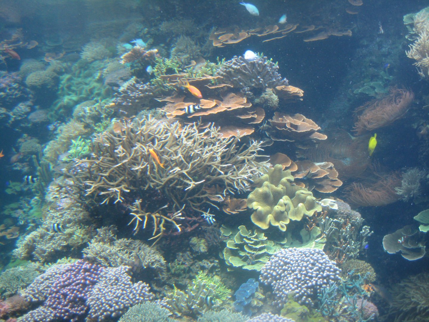 Rostock Zoo - Darwineum - The big reef tank