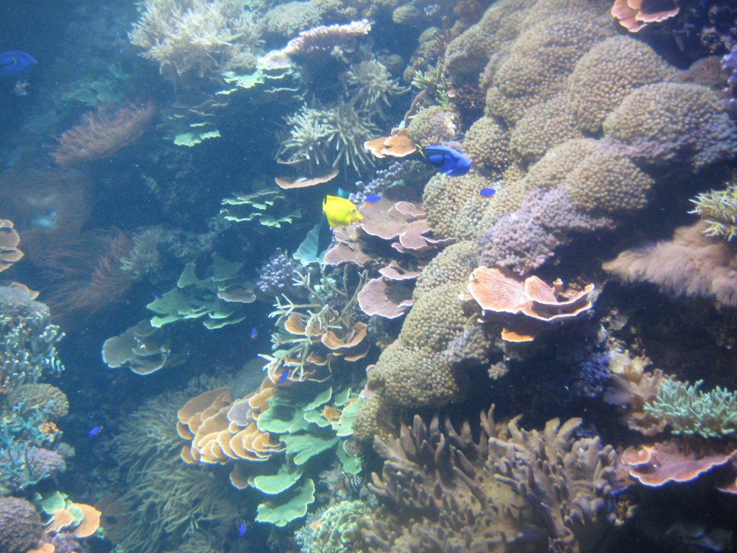 Rostock Zoo - Darwineum - The big reef tank