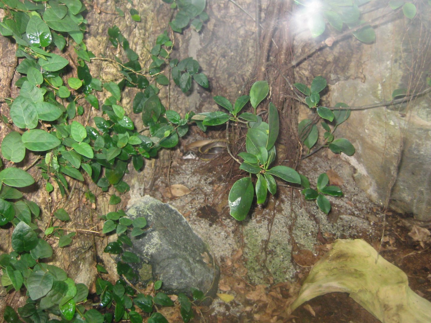 Rostock Zoo - Darwineum - Two-headed snake exhibit