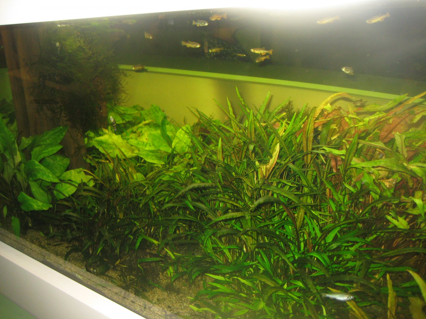 Rostock Zoo - Darwineum - Zebra danio tank