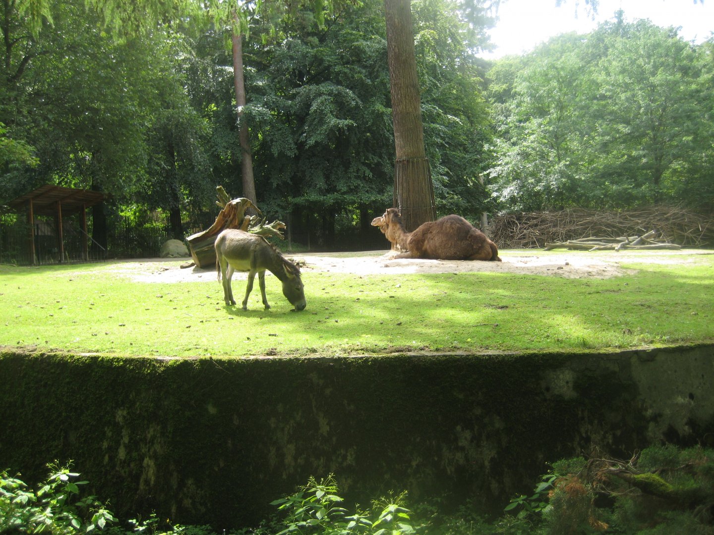 Rostock Zoo - Dromedary exhibit