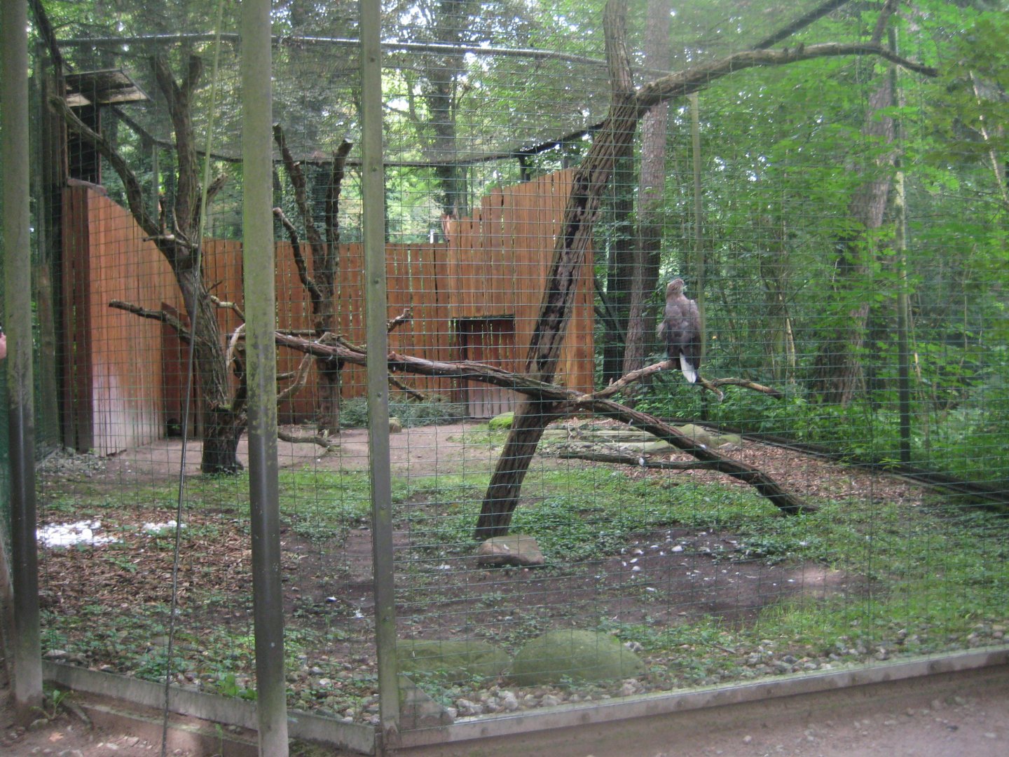 Rostock Zoo - Eagle aviary