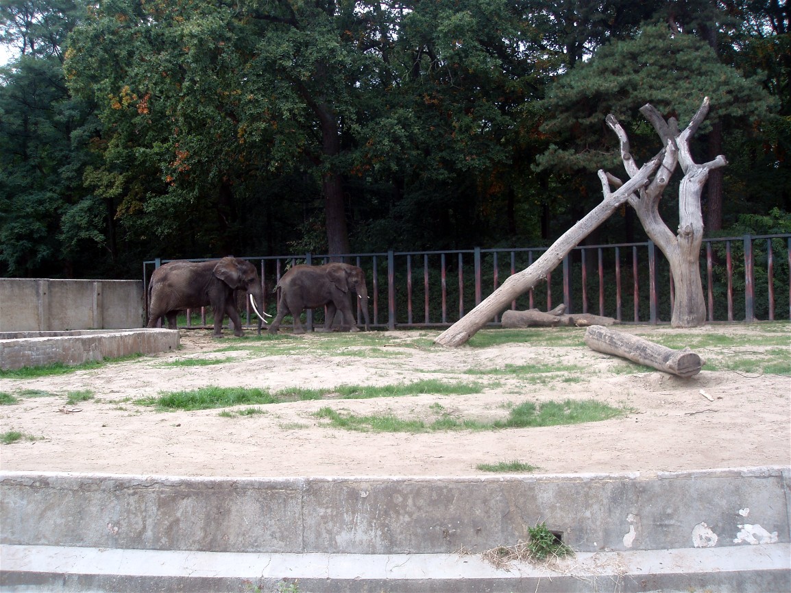 Rostock Zoo - Elephant exhibit