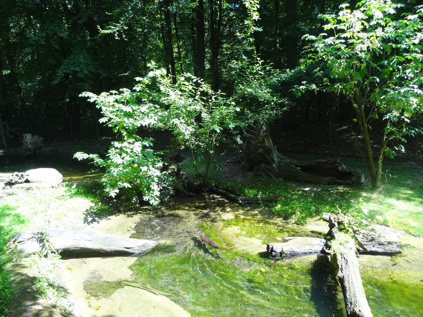 Rostock Zoo - Eurasian Otter Enclosure