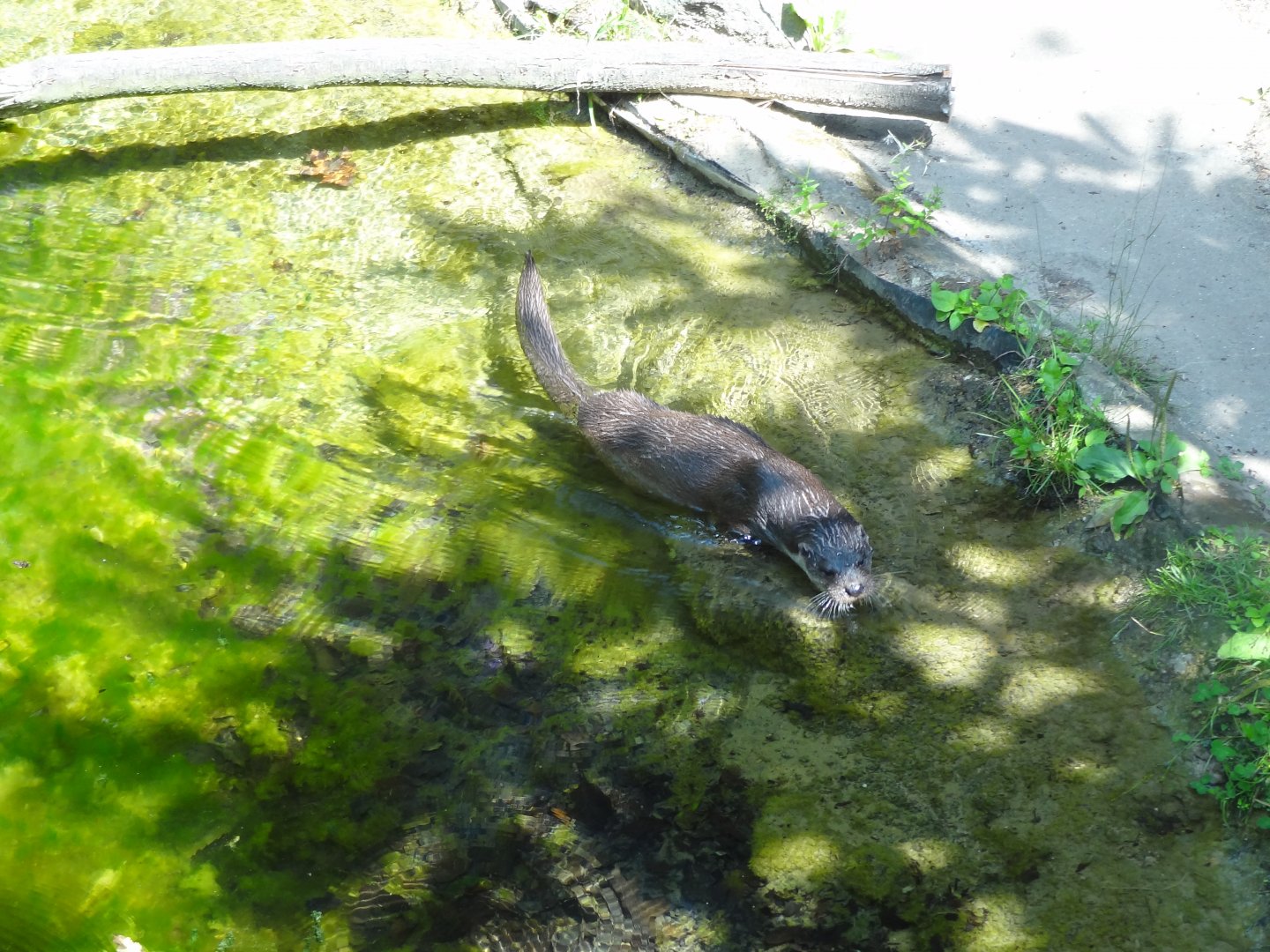 Rostock Zoo - Eurasian Otter