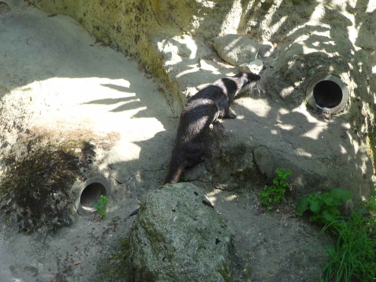 Rostock Zoo - Eurasian Otter