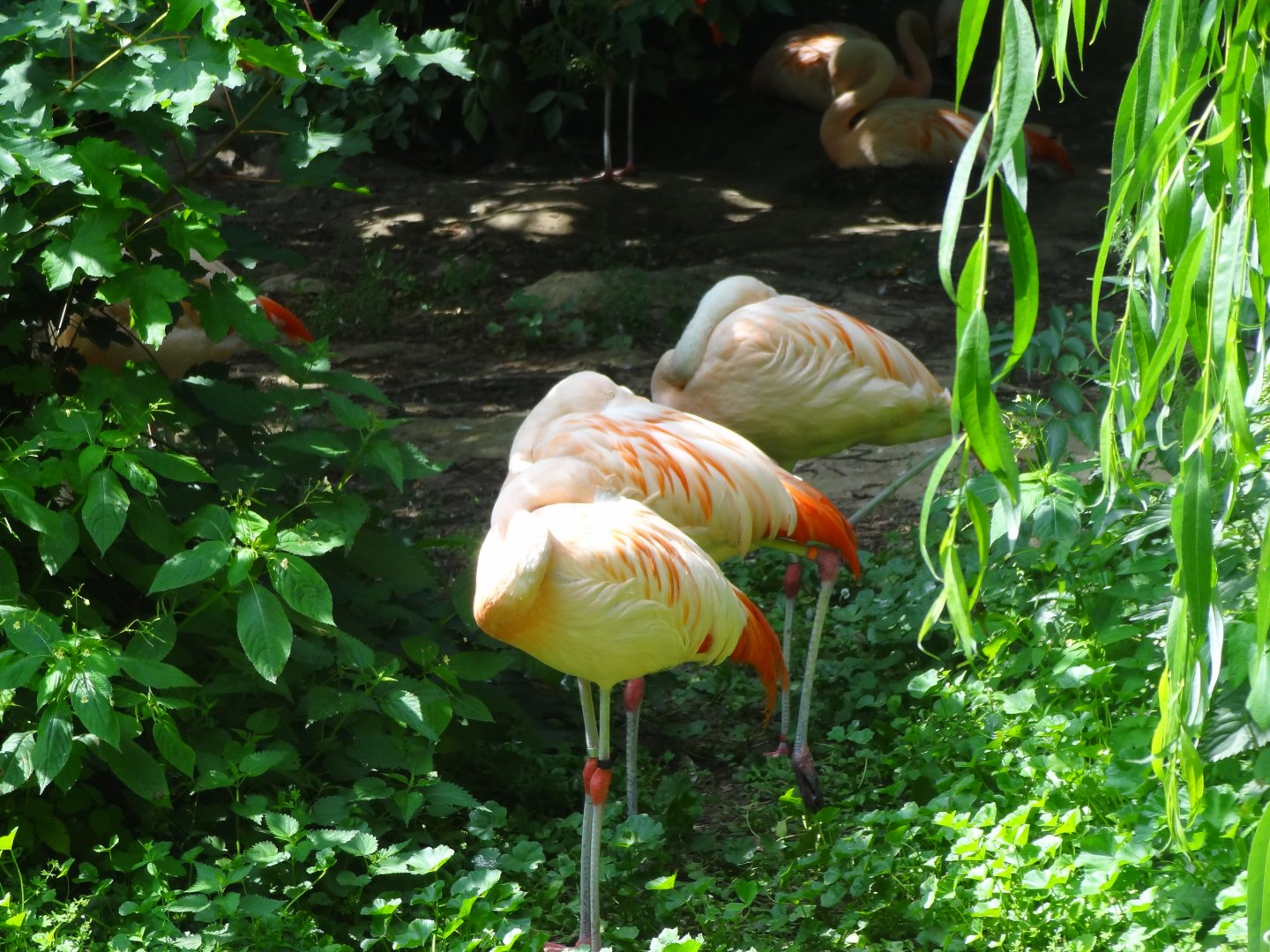 Rostock Zoo - Flamingos