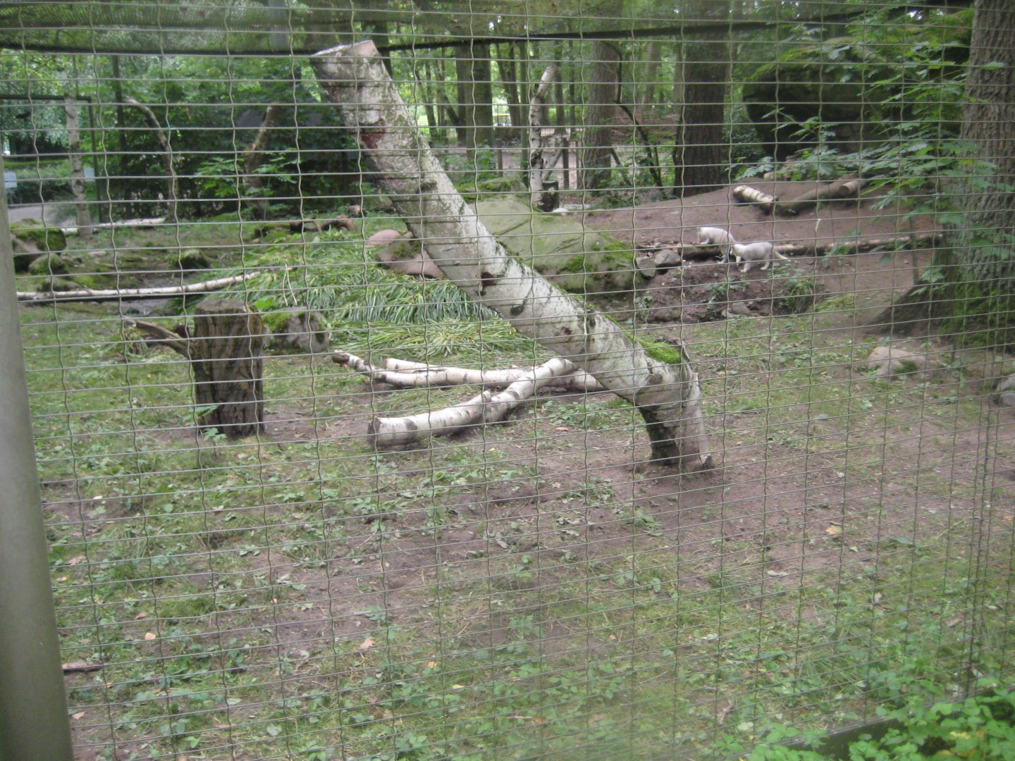 Rostock Zoo - Fox exhibit