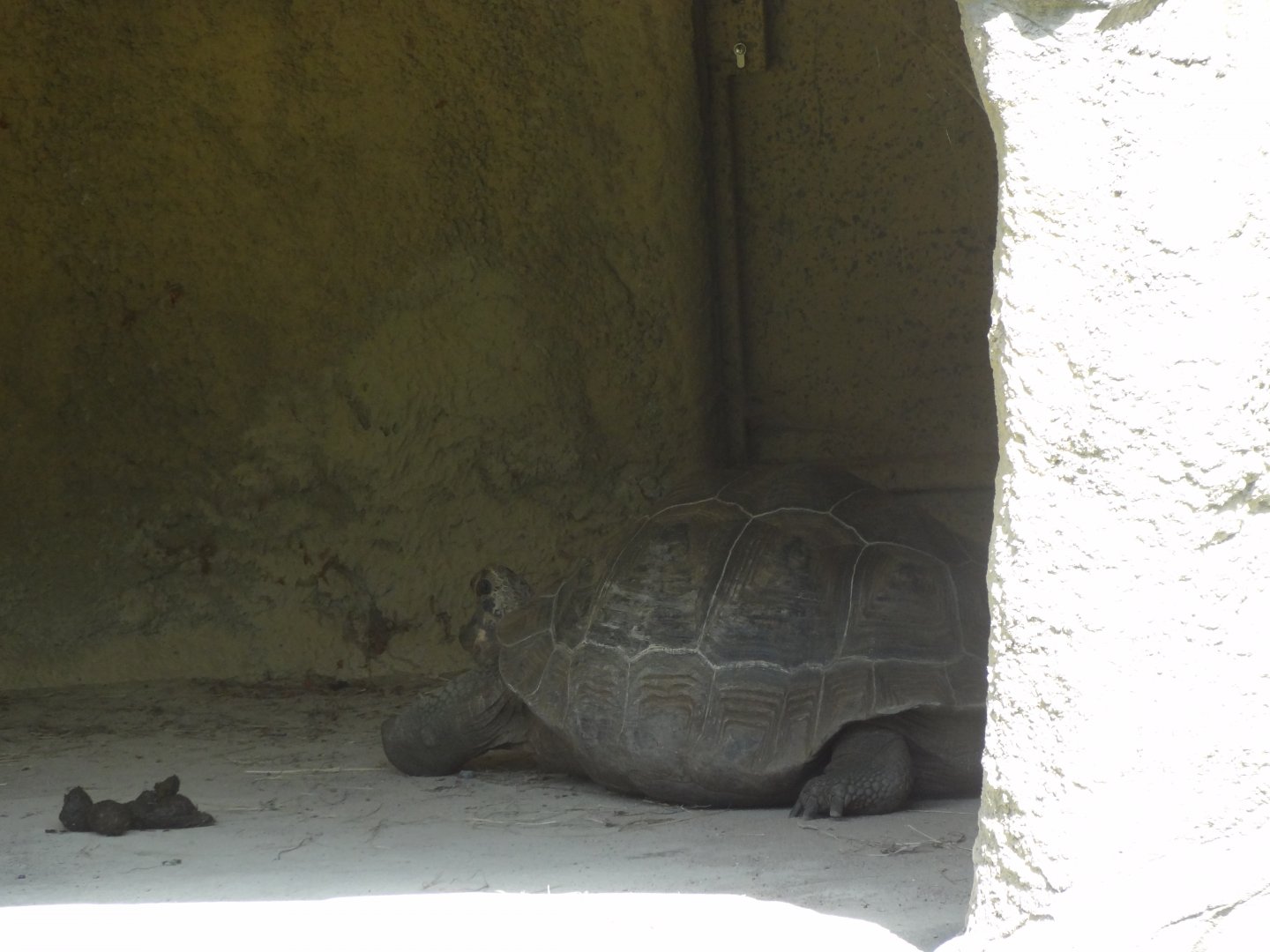 Rostock Zoo - GALAPAGOS GIANT TORTOISES