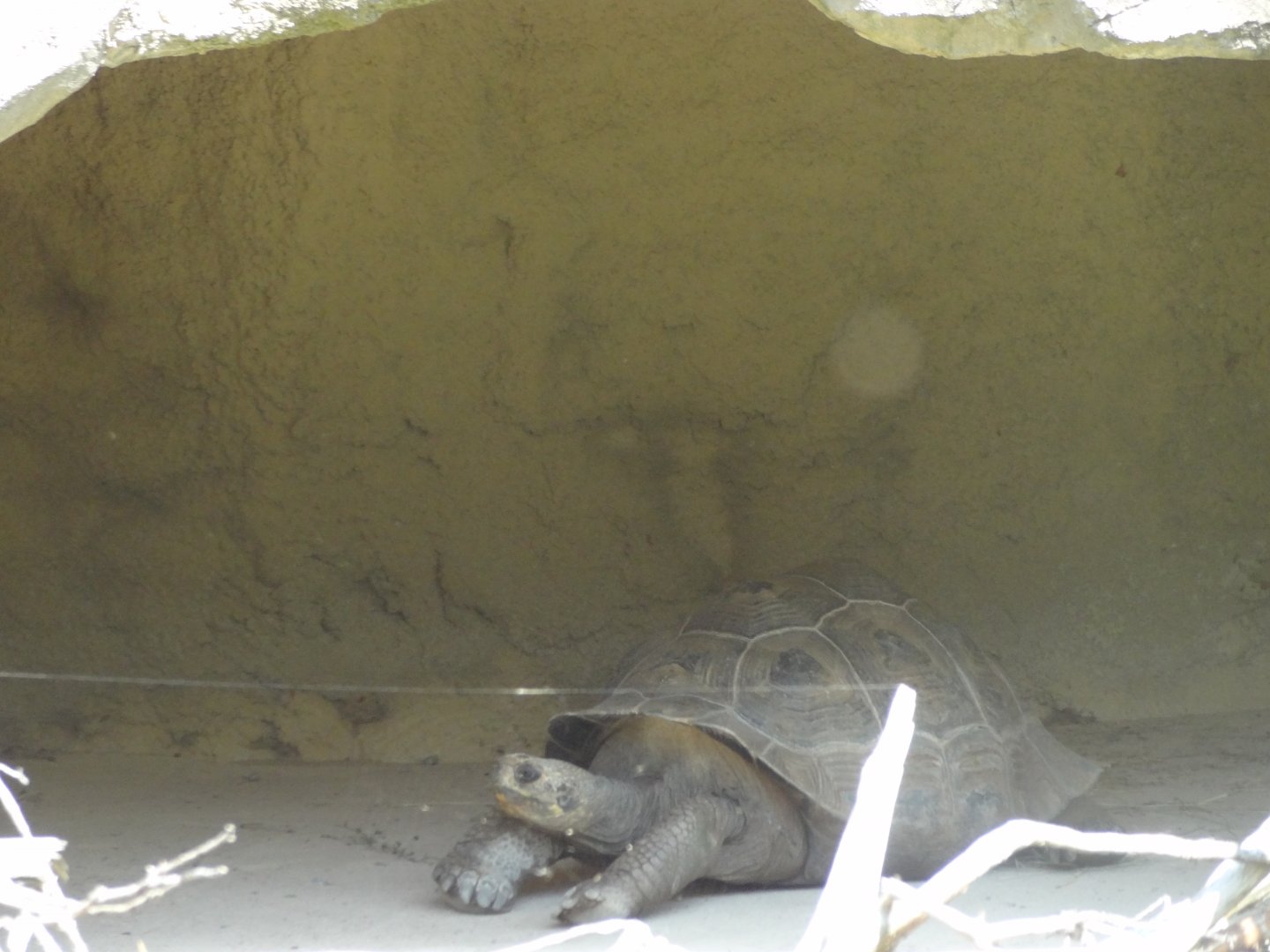 Rostock Zoo - GALAPAGOS GIANT TORTOISES