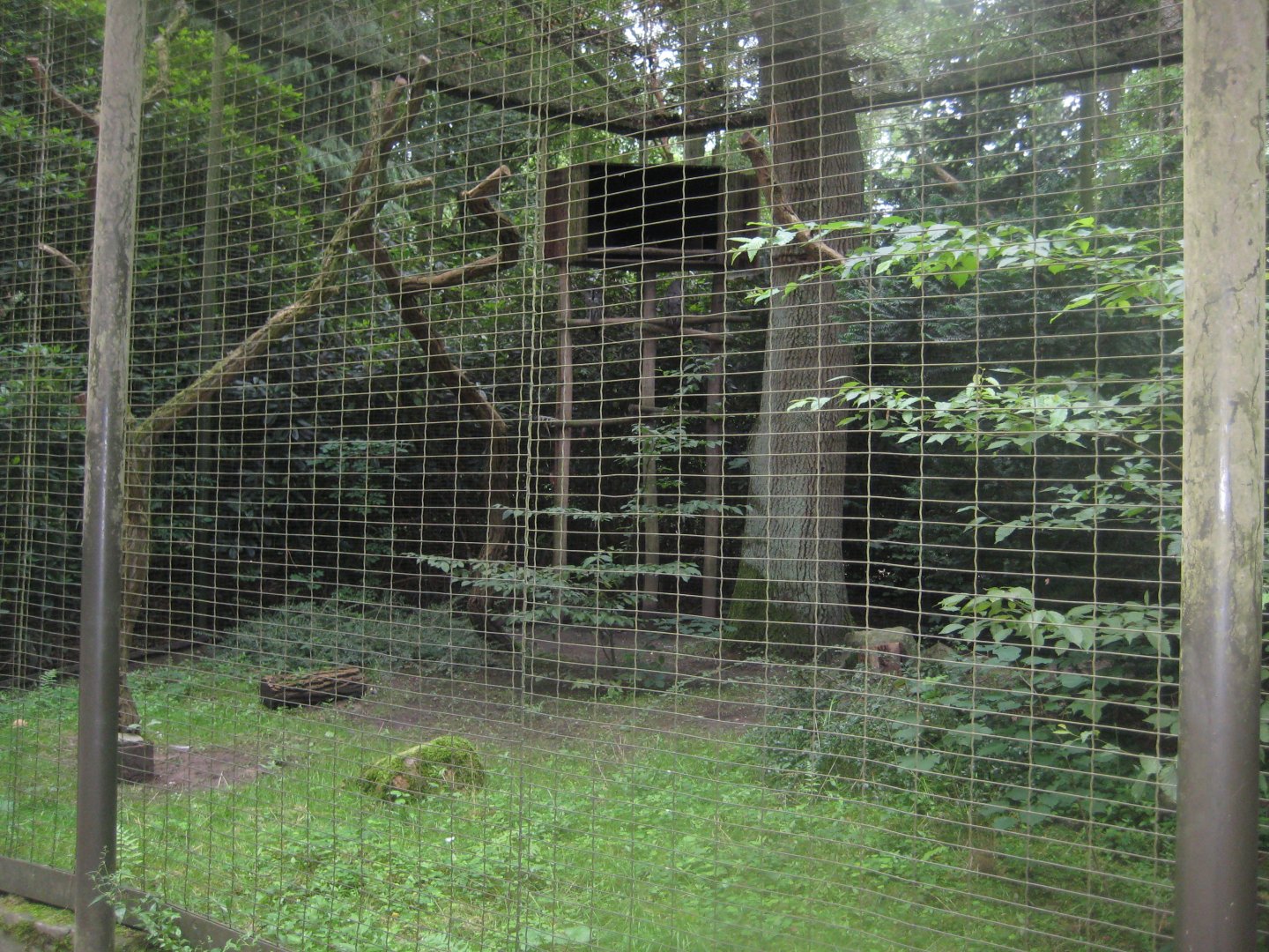 Rostock Zoo - Great grey owl aviary