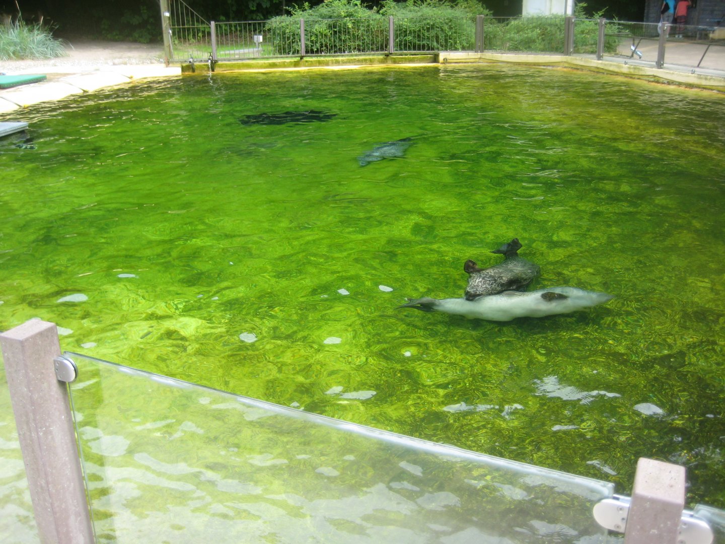 Rostock Zoo - Harbor seal exhibit