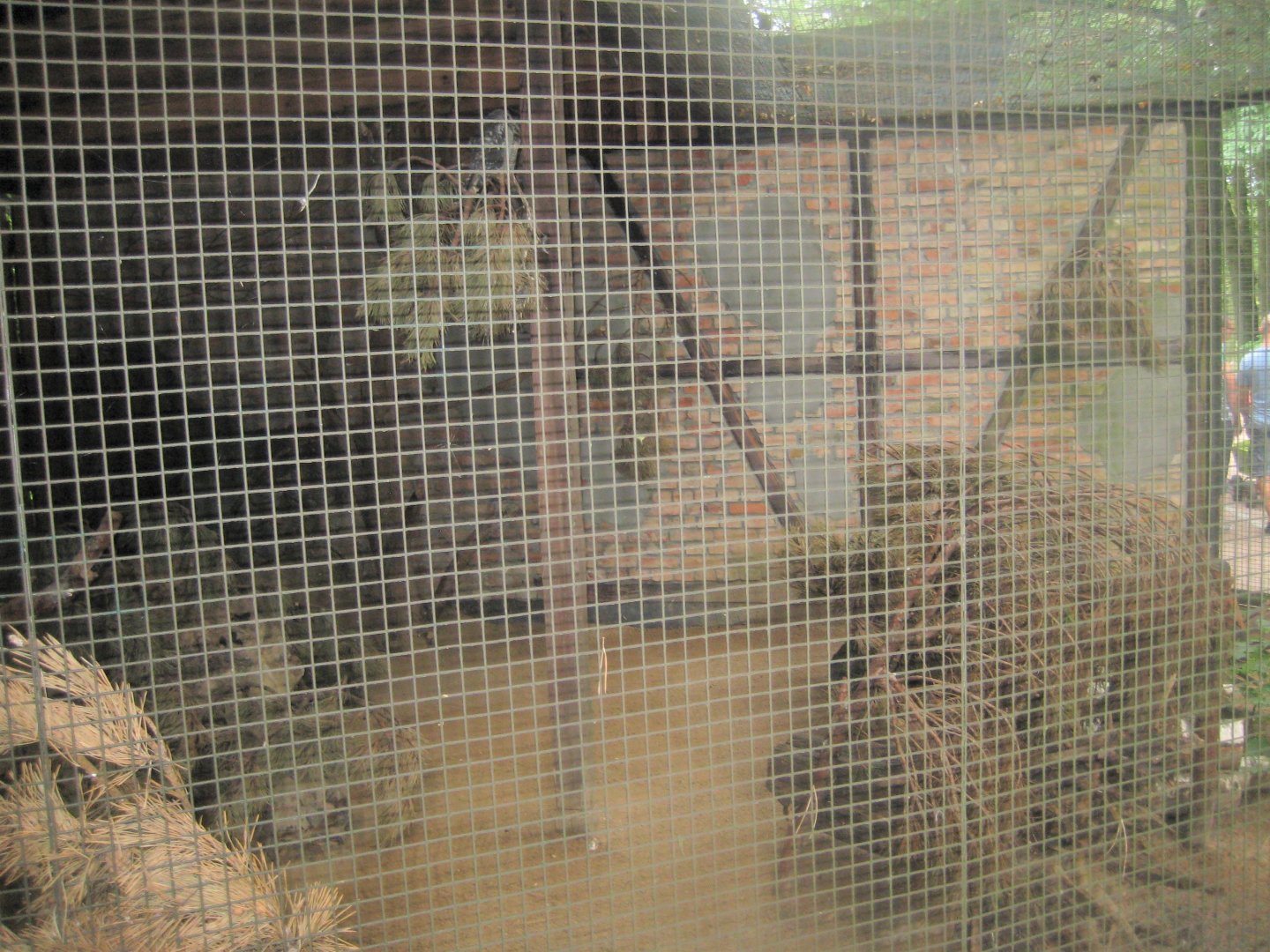 Rostock Zoo - Hawk owl aviary #2