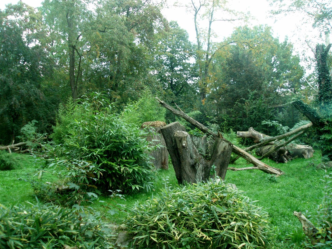 Rostock Zoo - Jaguar enclosure